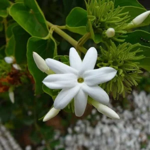 Downy Jasmine Plant - White Star Jasmine Shrub - 4-7 Inch Live Plant
