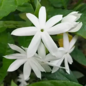 Downy Jasmine Plant - White Star Jasmine Shrub - 4-7 Inch Live Plant