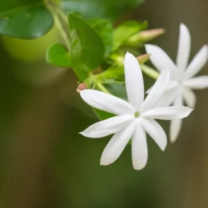 Downy Jasmine Plants - 2 Pack White Star Jasmine Shrub Jasminum Multiflorum Bush