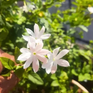 Downy Jasmine Plants - 2 Pack White Star Jasmine Shrub Jasminum Multiflorum Bush