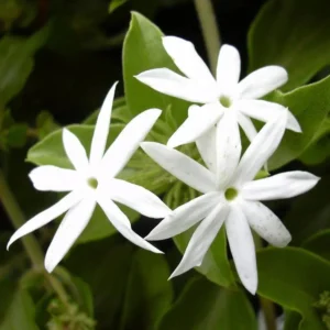 Downy Jasmine Plants - 2 Pack White Star Jasmine Shrub Jasminum Multiflorum Bush