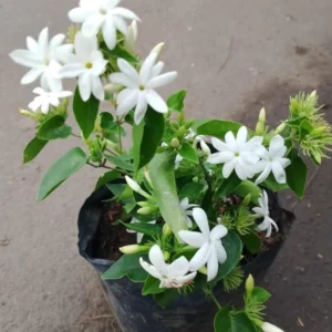Downy Jasmine Plants - 2 Pack White Star Jasmine Shrub Jasminum Multiflorum Bush