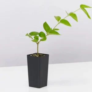 Downy Jasmine Plants - 2 Pack White Star Jasmine Shrub Jasminum Multiflorum Bush