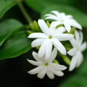 Downy Jasmine Plants - 2 Pack White Star Jasmine Shrub Jasminum Multiflorum Bush