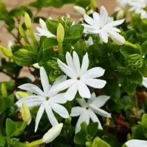 Downy Jasmine Plants - 2 Pack White Star Jasmine Shrub Jasminum Multiflorum Bush