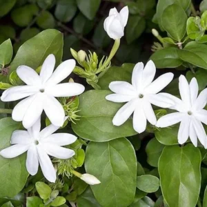 Downy Jasmine Plants - 2 Pack White Star Jasmine Shrub Jasminum Multiflorum Bush