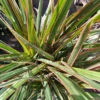 Dracaena Bicolor Cane Plant 6 Inch Pot - Dracaena Marginata Tree