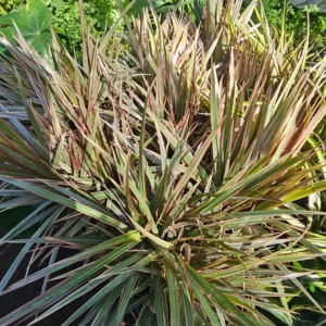 Dracaena Bicolor Cane Plant 6 Inch Pot - Dracaena Marginata Tree