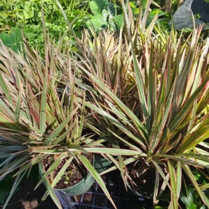 Dracaena Bicolor Cane Plant 6 Inch Pot - Dracaena Marginata Tree