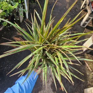Dracaena Bicolor Cane Plant 6 Inch Pot - Dracaena Marginata Tree