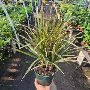 Dracaena Bicolor Cane Plant 6 Inch Pot - Dracaena Marginata Tree