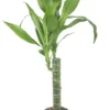 Dracaena Black Beauty Cane Air Purifying Houseplant 4 inch Pot