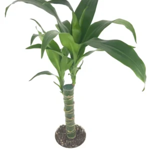 Dracaena Black Beauty Cane Air Purifying Houseplant 4 inch Pot