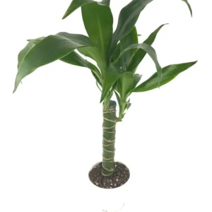 Dracaena Black Beauty Cane Air Purifying Houseplant 4 inch Pot