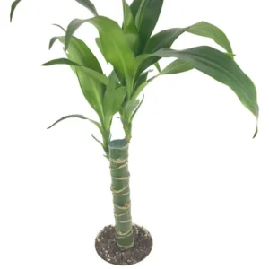 Dracaena Black Beauty Cane Air Purifying Houseplant 4 inch Pot