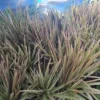 Dracaena Marginata Bicolor Cane Plant - 4in Pot - Indoor Corn Plant