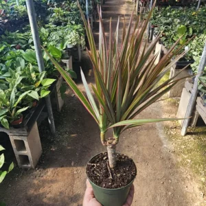 Dracaena Marginata Bicolor Cane Plant - 4in Pot - Indoor Corn Plant