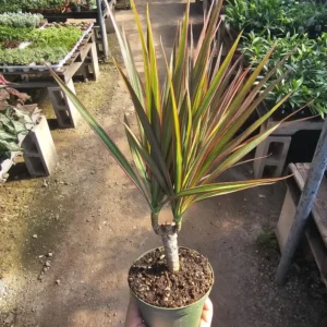 Dracaena Marginata Bicolor Cane Plant - 4in Pot - Indoor Corn Plant
