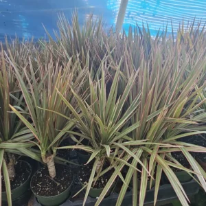 Dracaena Marginata Bicolor Cane Plant - 4in Pot - Indoor Corn Plant