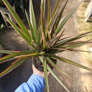 Dracaena Marginata Bicolor Cane Plant - 4in Pot - Indoor Corn Plant