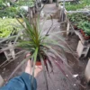 Dracaena Marginata Magenta Dragon Tree Plant 4 Inch Pot Indoor