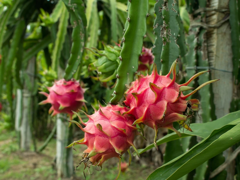 Dragon Fruit (Hylocereus undatus)