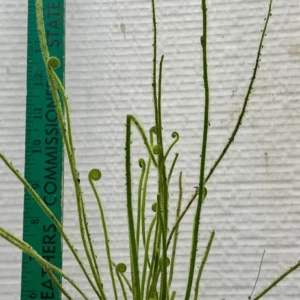 Drosera Filiformis Tracyi Sundew Plant 4 Inch Pot Carnivorous