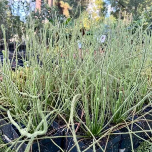 Drosera Filiformis Tracyi Sundew Plant 4 Inch Pot Carnivorous