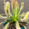 Drosera capensis Cape Sundew Rooted Carnivorous Plant 2.5" Pot