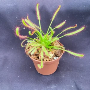 Drosera capensis Cape Sundew Rooted Carnivorous Plant 2.5
