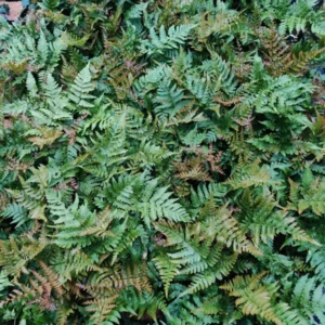 Dryopteris Erythrosora 'Brilliance' Autumn Fern Plant 5.25