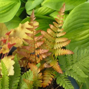Dryopteris Erythrosora 'Brilliance' Autumn Fern Plant 5.25
