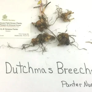 Dutchman's Breeches Bulbs 5 Root Systems Spring Wildflowers