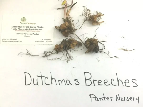 Dutchman's Breeches Bulbs 5 Root Systems Spring Wildflowers