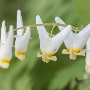 Dutchman's Breeches Bulbs 5 Root Systems Spring Wildflowers