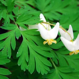 Dutchman's Breeches Bulbs 5 Root Systems Spring Wildflowers