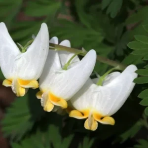 Dutchman's Breeches Bulbs 5 Root Systems Spring Wildflowers