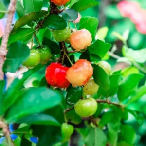 Dwarf Barbados Cherry Plant Live - 4 to 6 Inch Garden Plant