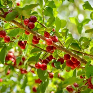 Dwarf Barbados Cherry Plant Live - 4 to 6 Inch Garden Plant