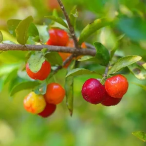 Dwarf Barbados Cherry Plant Live - 4 to 6 Inch Garden Plant