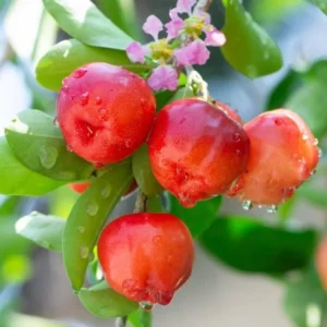Dwarf Barbados Cherry Plant Live - 4 to 6 Inch Garden Plant