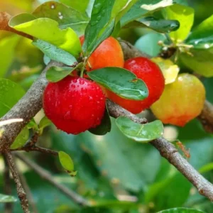 Dwarf Barbados Cherry Plant Live - 4 to 6 Inch Garden Plant