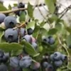 Dwarf Blueberry Plant - 10 Top Hat Vaccinium angustifolium Starter Fruit Bush Perennial