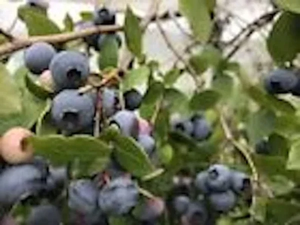 Dwarf Blueberry Plant - 10 Top Hat Vaccinium angustifolium Starter Fruit Bush Perennial