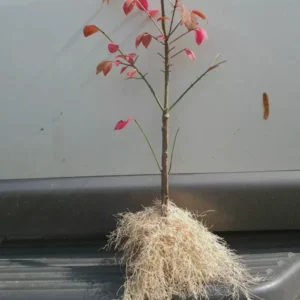 Dwarf Burning Bush Bare Root Euonymus Alatus Shrub - Live Plant Hedge Fencing