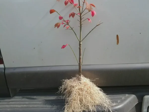 Dwarf Burning Bush Bare Root Euonymus Alatus Shrub - Live Plant Hedge Fencing