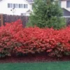 Dwarf Burning Bush Bare Root Plants - Hardy Euonymus Alatus Shrub
