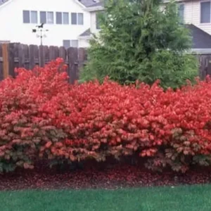 Dwarf Burning Bush Bare Root Plants - Hardy Euonymus Alatus Shrub