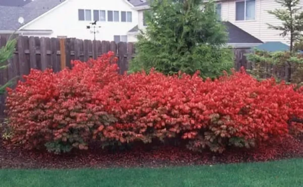 Dwarf Burning Bush Bare Root Plants - Hardy Euonymus Alatus Shrub