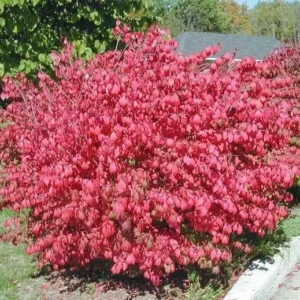 Dwarf Burning Bush Bare Root Plants - Hardy Euonymus Alatus Shrub